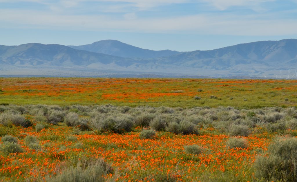 Spring Poppy Bloom in Antelope Valley California Poppy Reserve