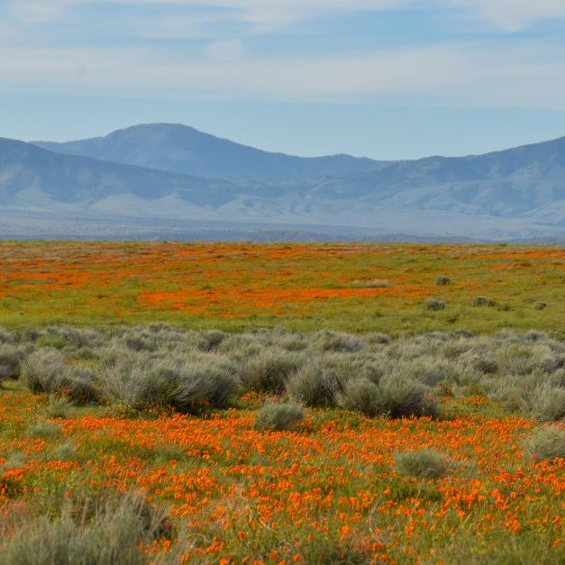 Spring Poppy Bloom in Antelope Valley California Poppy Reserve